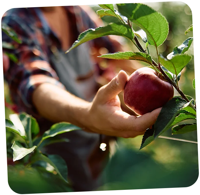 Freshcorp Farms